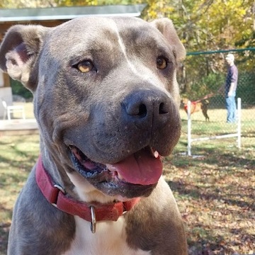 Oden, a Adoptable American Staffordshire Terrier in Saluda, VA image 2/6