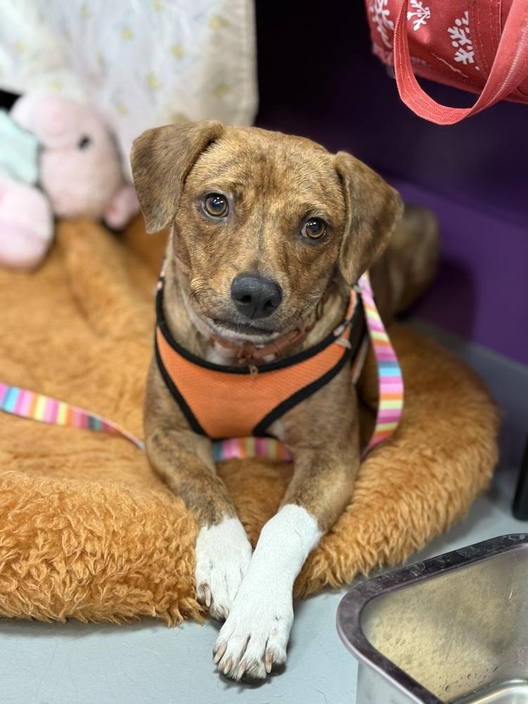 Bean, Adoptable, Adult Female Labrador Retriever.