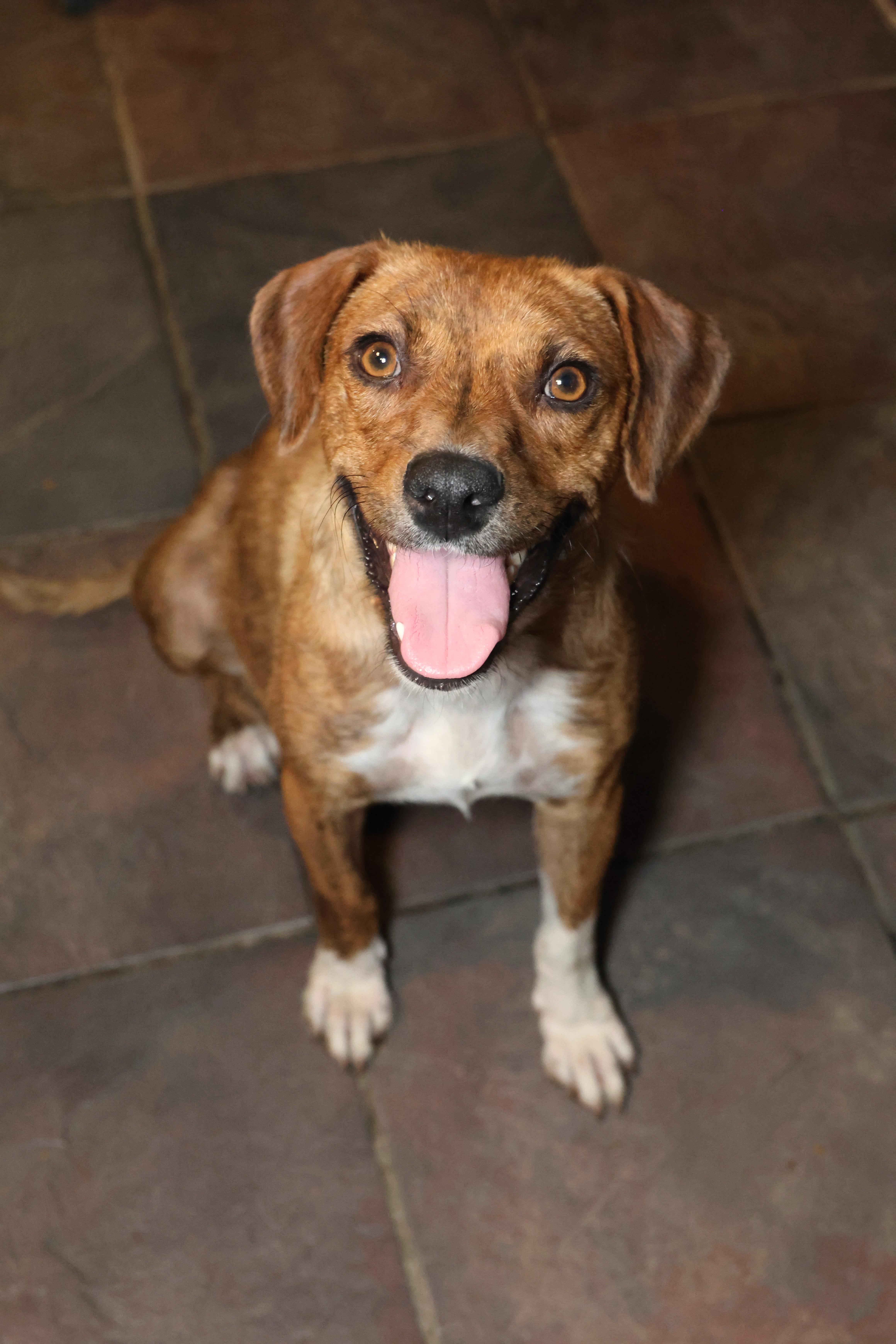 Bean, a Adoptable Labrador Retriever in TUCSON, AZ image 2/3