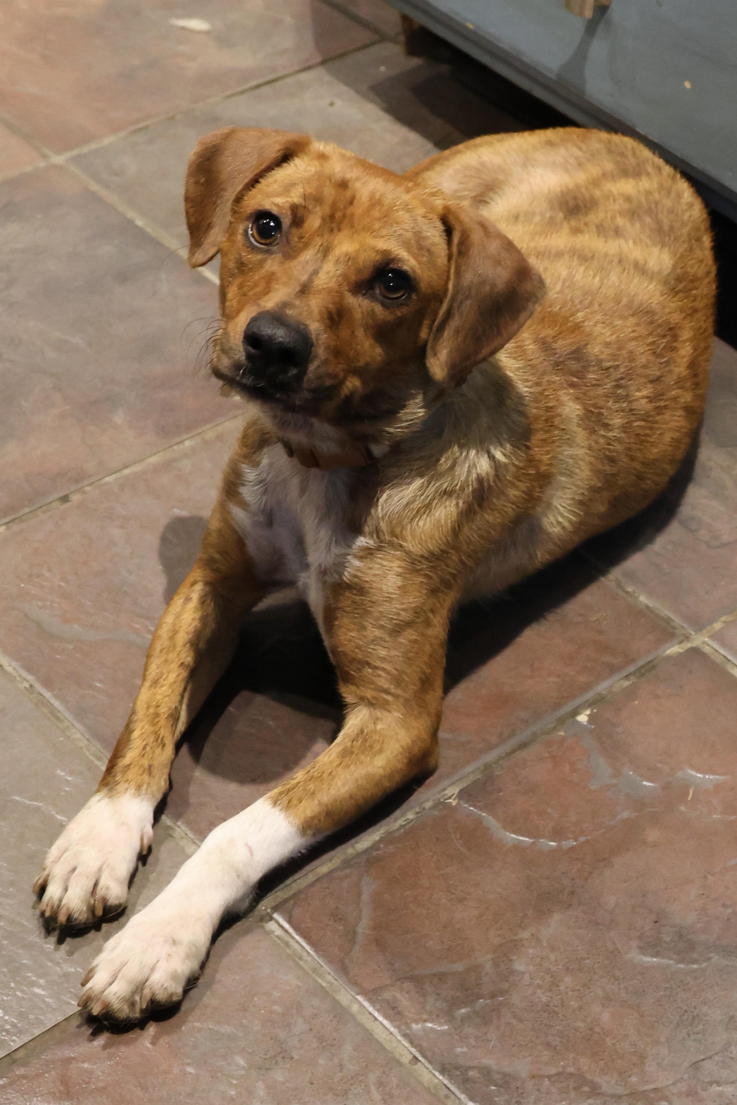 Bean, a Adoptable Labrador Retriever in TUCSON, AZ image 3/3