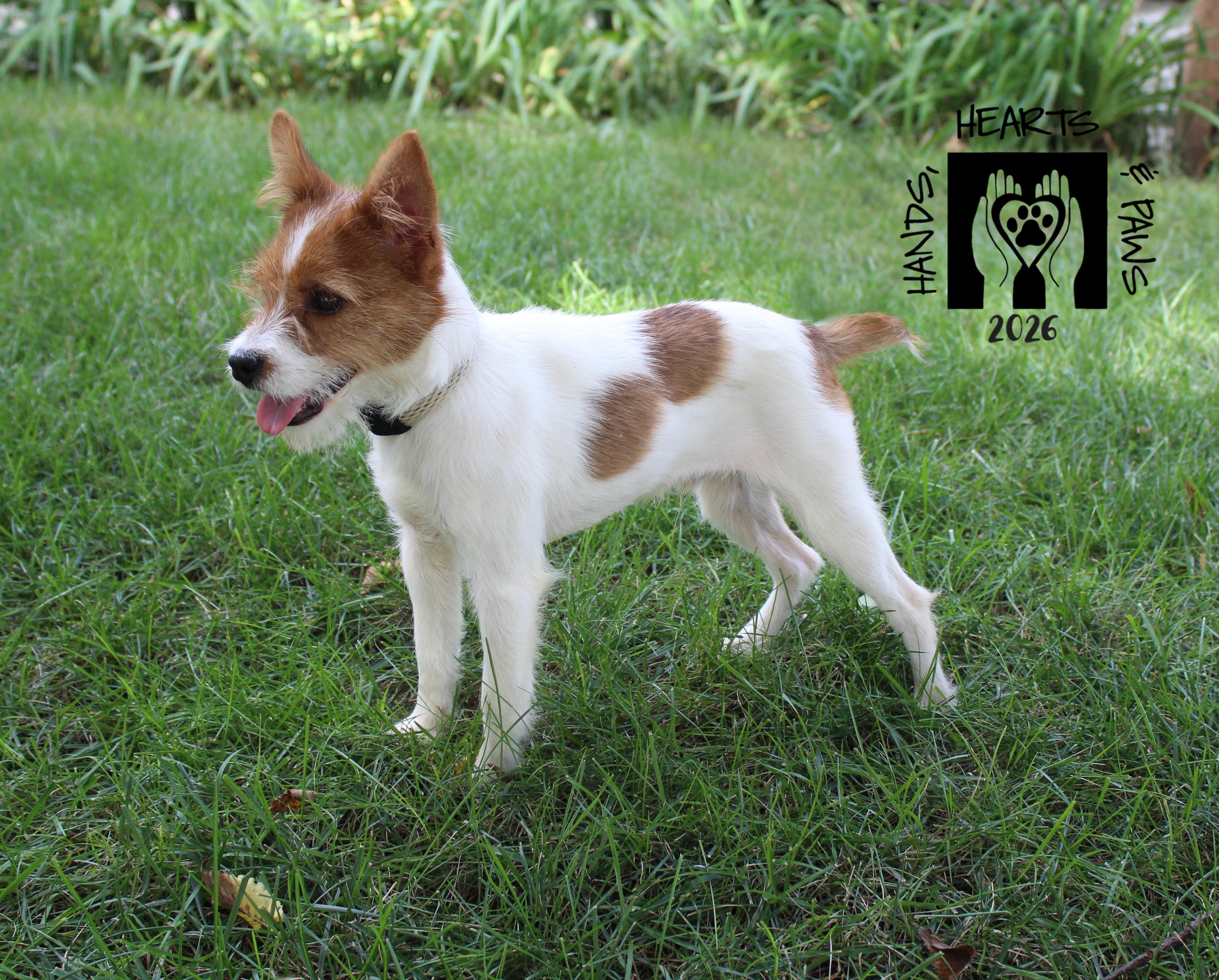 Enlarge Layne, a Adoptable mixed breed in Omaha, NE image 3/3