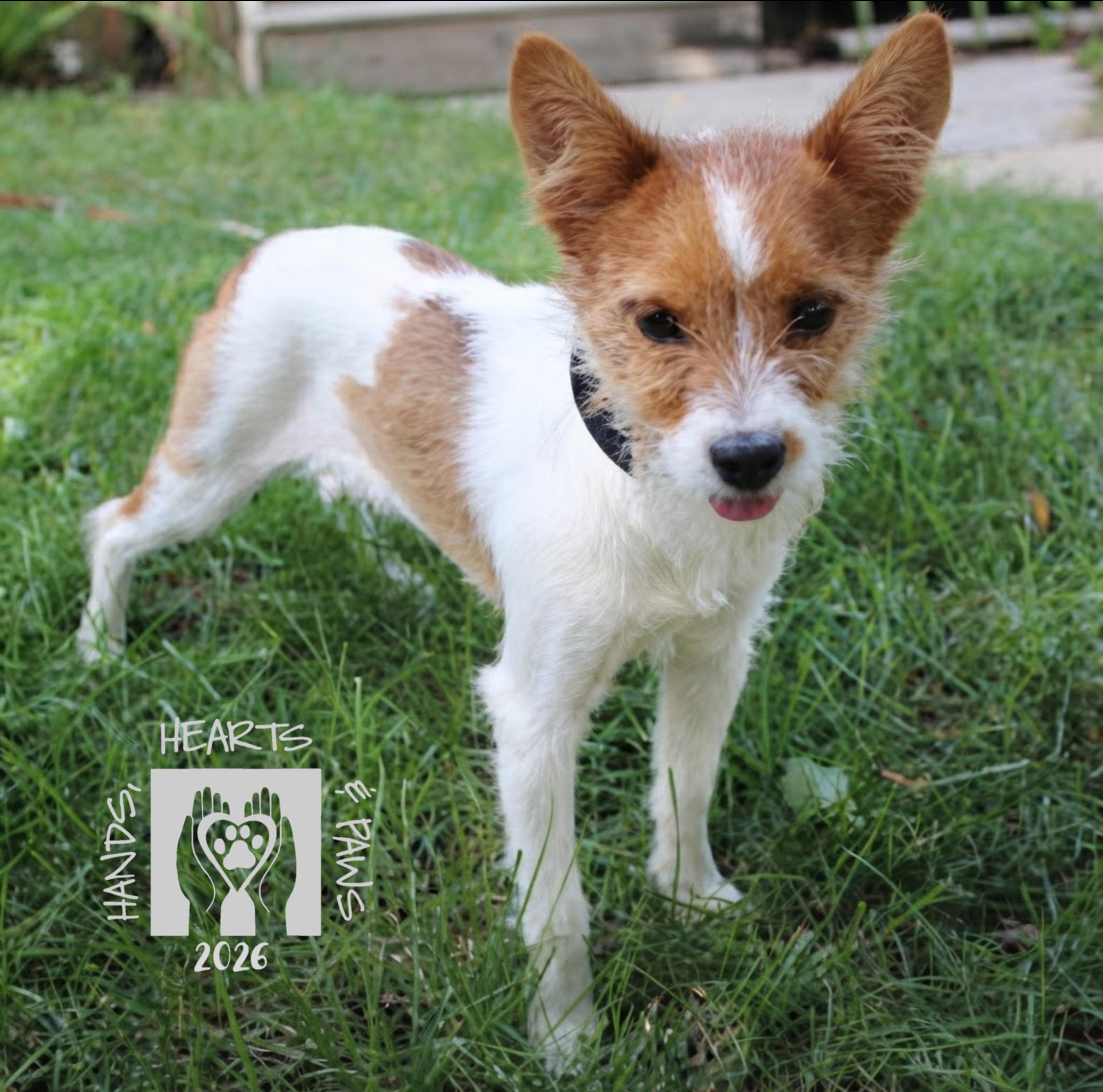 Enlarge Layne, a Adoptable mixed breed in Omaha, NE image 2/3