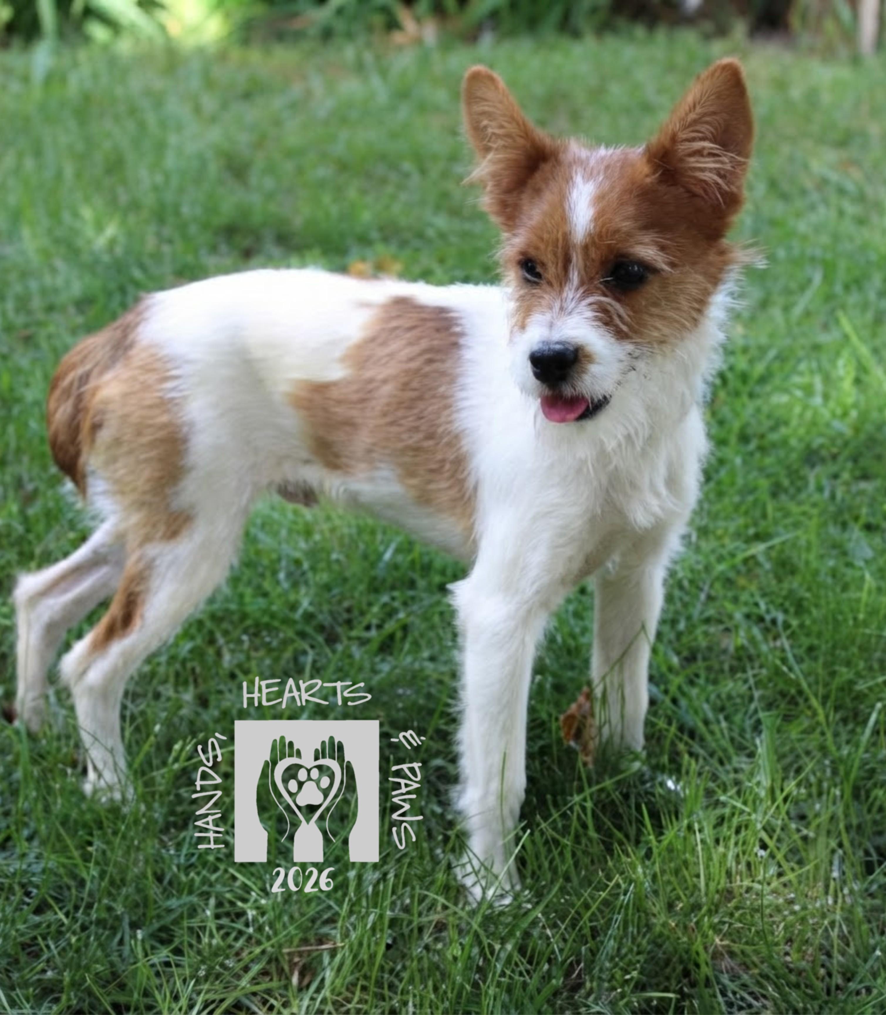 Enlarge Layne, a Adoptable mixed breed in Omaha, NE image 1/3