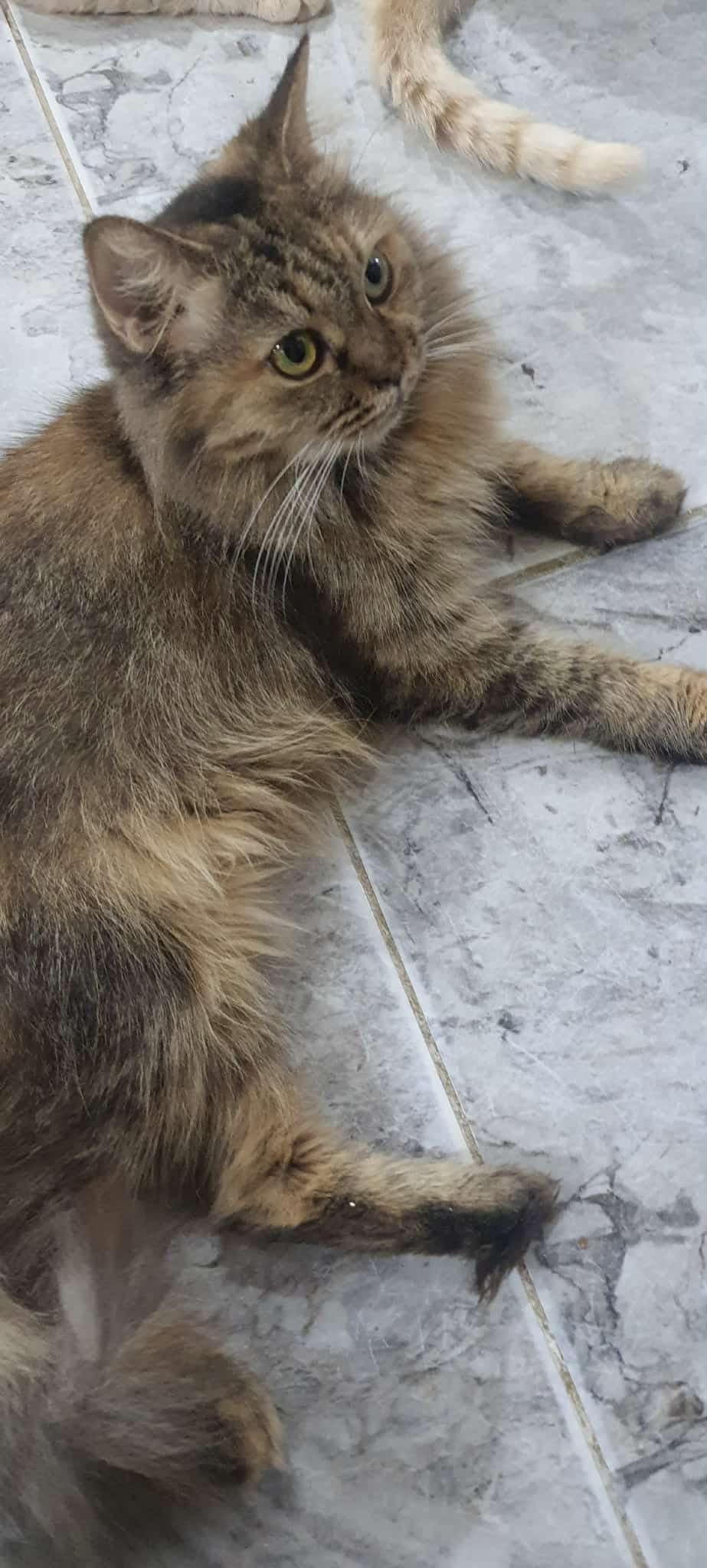 Chocolate W., an adoptable Siberian, Persian in Brampton, ON, L6P 2E9 | Photo Image 1