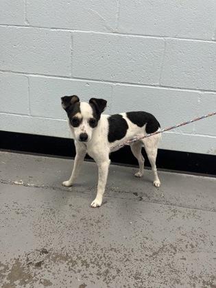 Snoopy, adopted, Young Male Jack Russell Terrier.