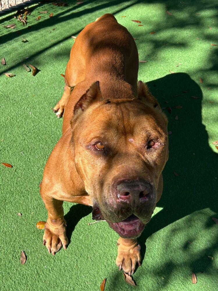 General Thaddeus, Adopted, Adult Male American Bully & Mastiff.