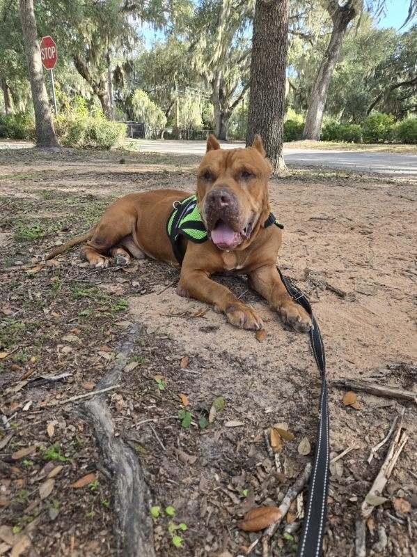 General Thaddeus, a Adopted mixed breed in Lakeland, FL image 2/4