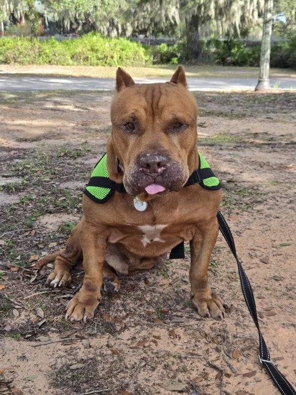 General Thaddeus, a Adopted mixed breed in Lakeland, FL image 3/4