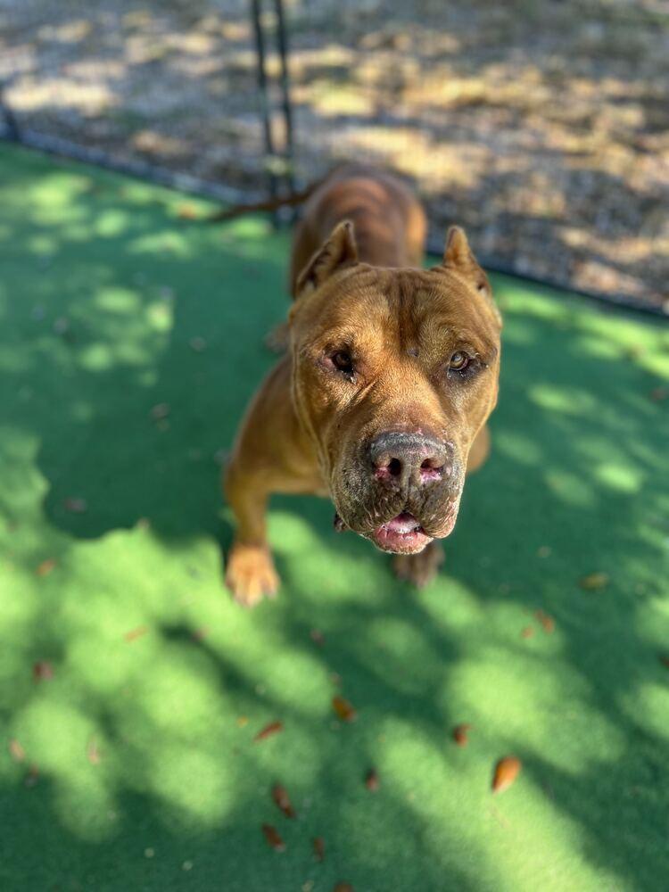 General Thaddeus, a Adopted mixed breed in Lakeland, FL image 4/4