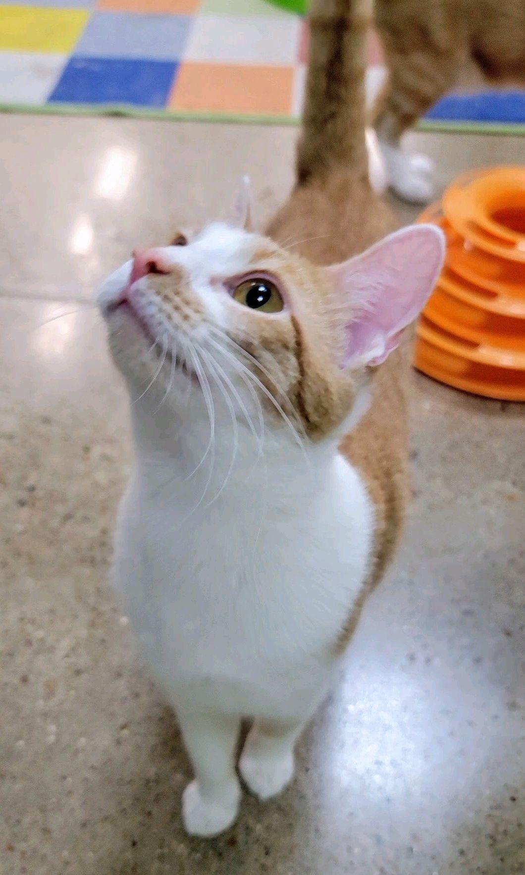 Mindy (sister to Mork)