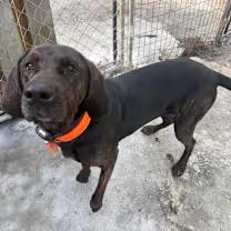 Enlarge Lady, a ADOPTABLE mixed breed in Randolph Center, VT image 3/3