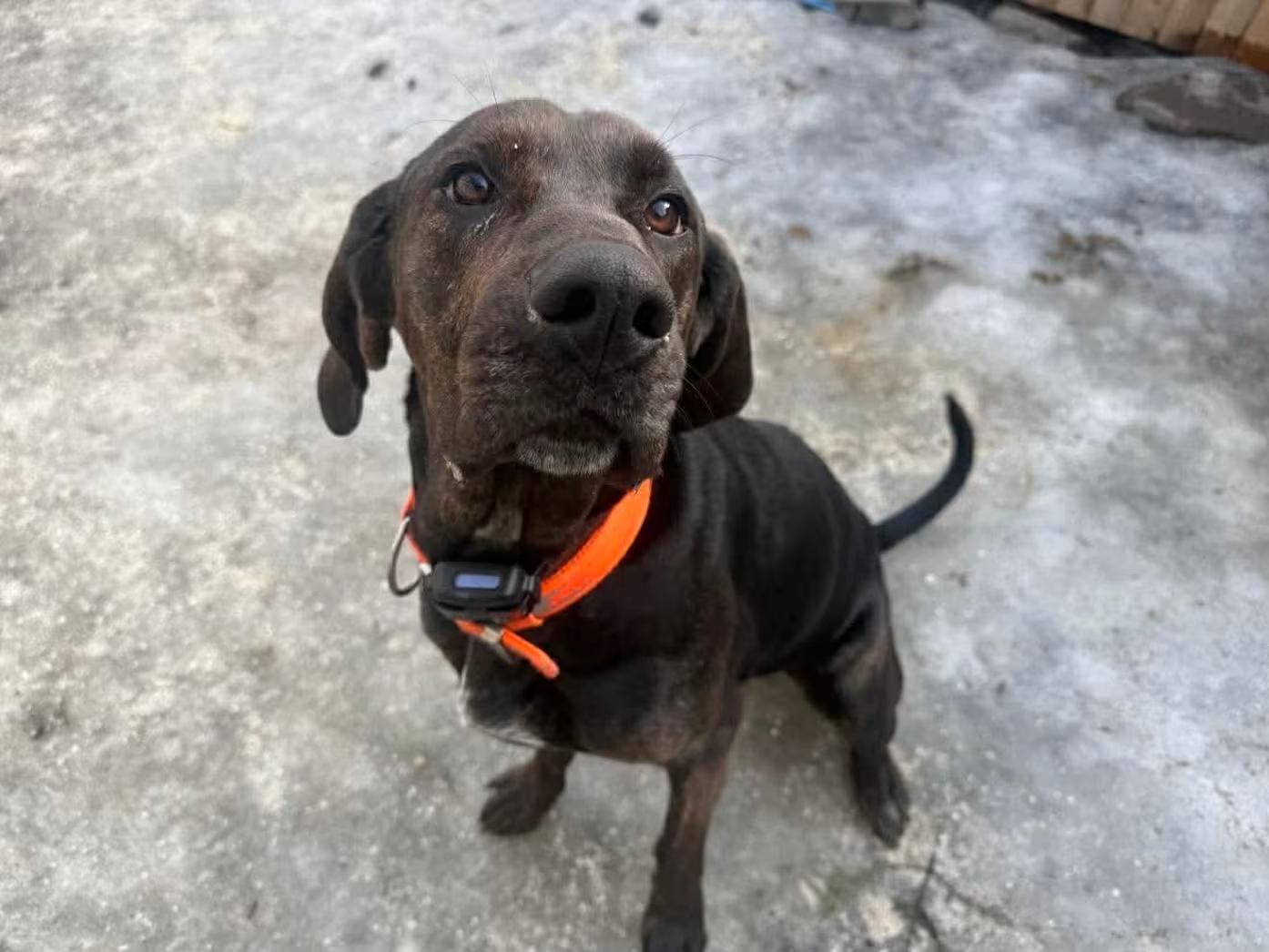Enlarge Lady, a ADOPTABLE mixed breed in Randolph Center, VT image 2/3