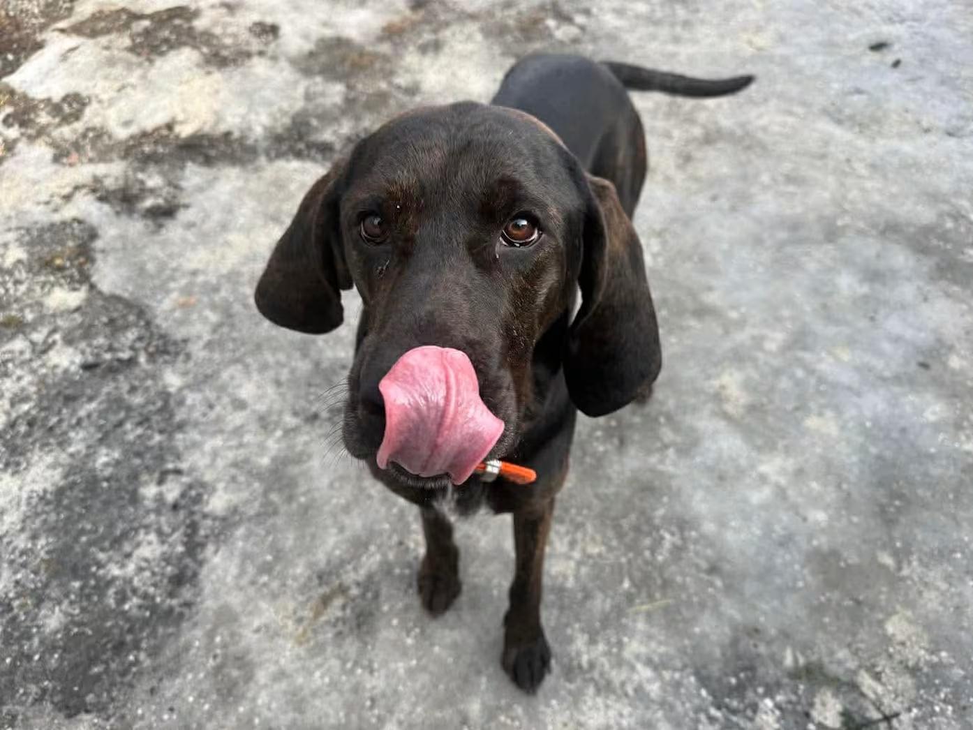 Lady, ADOPTABLE, Young Female Hound.