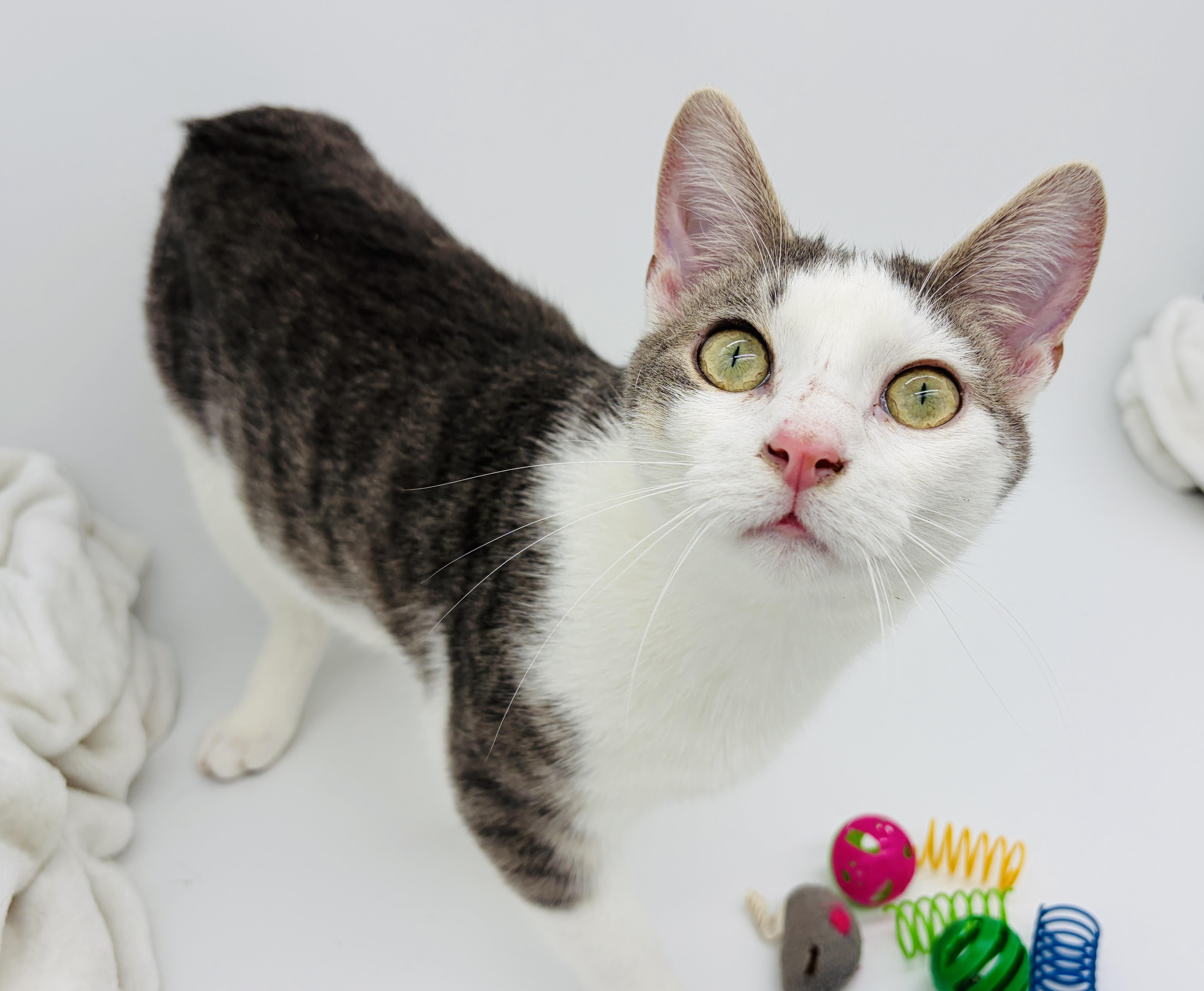 Enlarge Thumper, a Adoptable Domestic Short Hair in Brattleboro, VT image 2/6