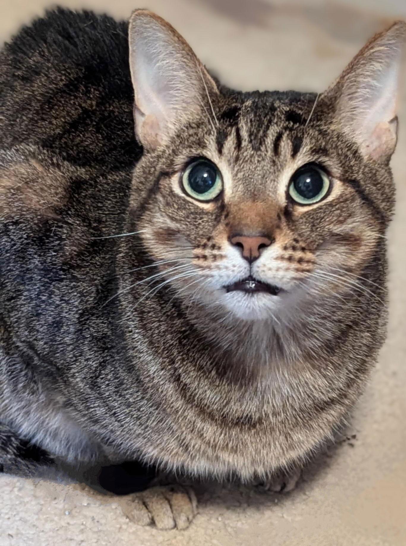 The Mountain (aka "Mountie"), Adoptable, Adult Male Domestic Short Hair & Tabby.
