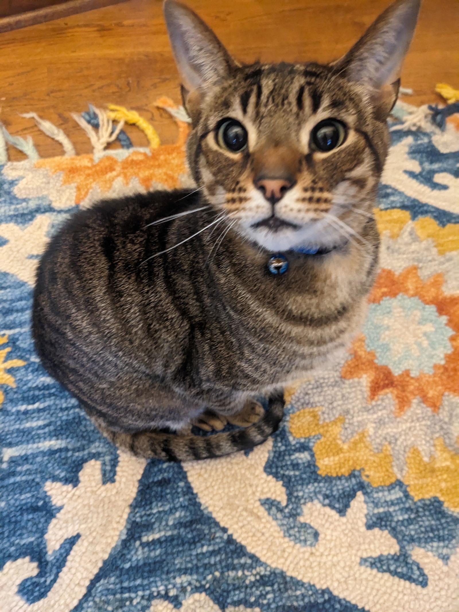 Enlarge The Mountain (aka "Mountie"), a Adoptable mixed breed in Cary, NC image 2/3