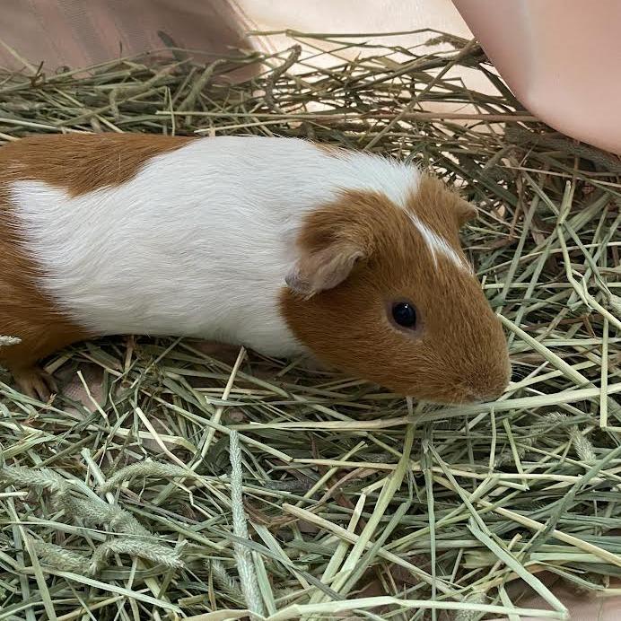 Enlarge Hennessy, a Adoptable Guinea Pig in Westminster, CA image 1/1