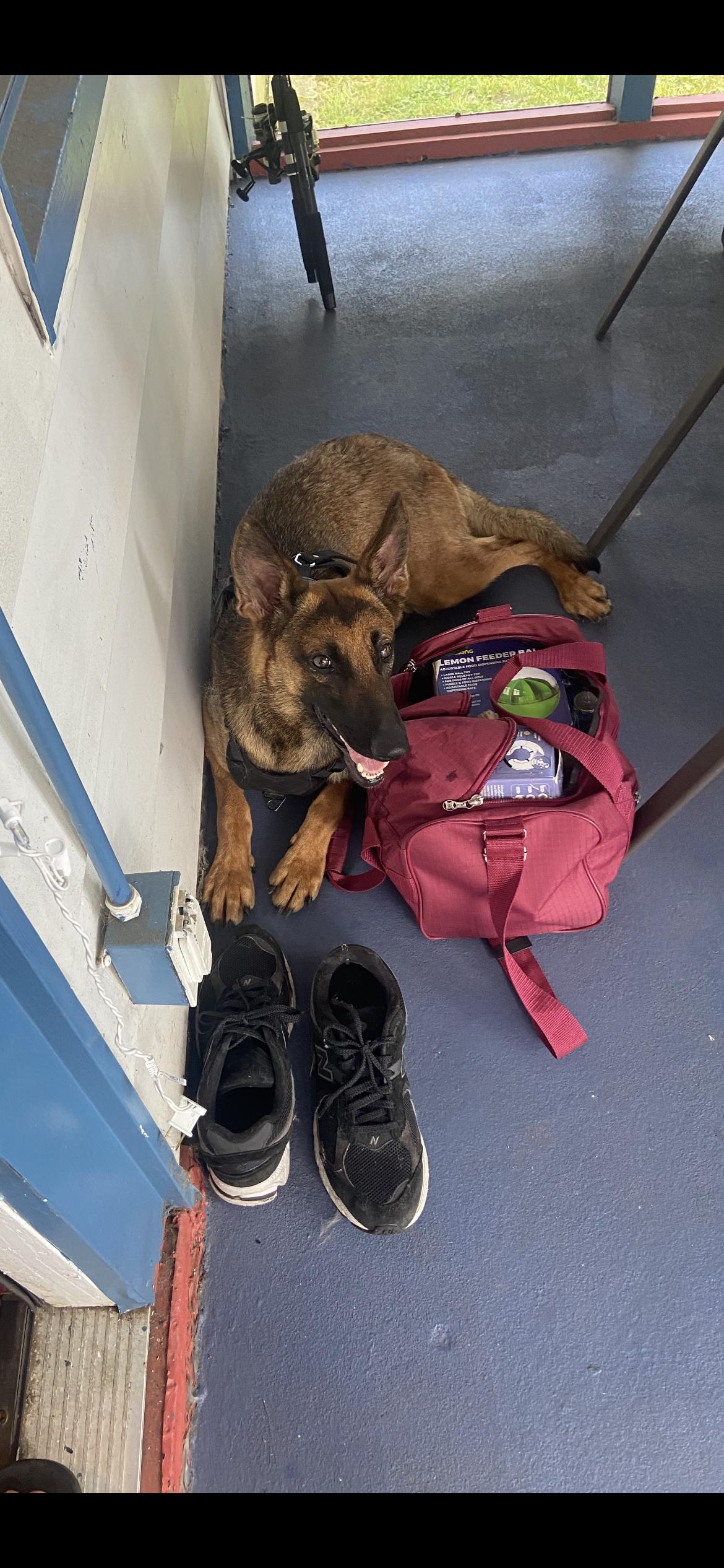 Rosie, a Adopted Belgian Shepherd / Malinois in Pompton Lakes, NJ image 2/3