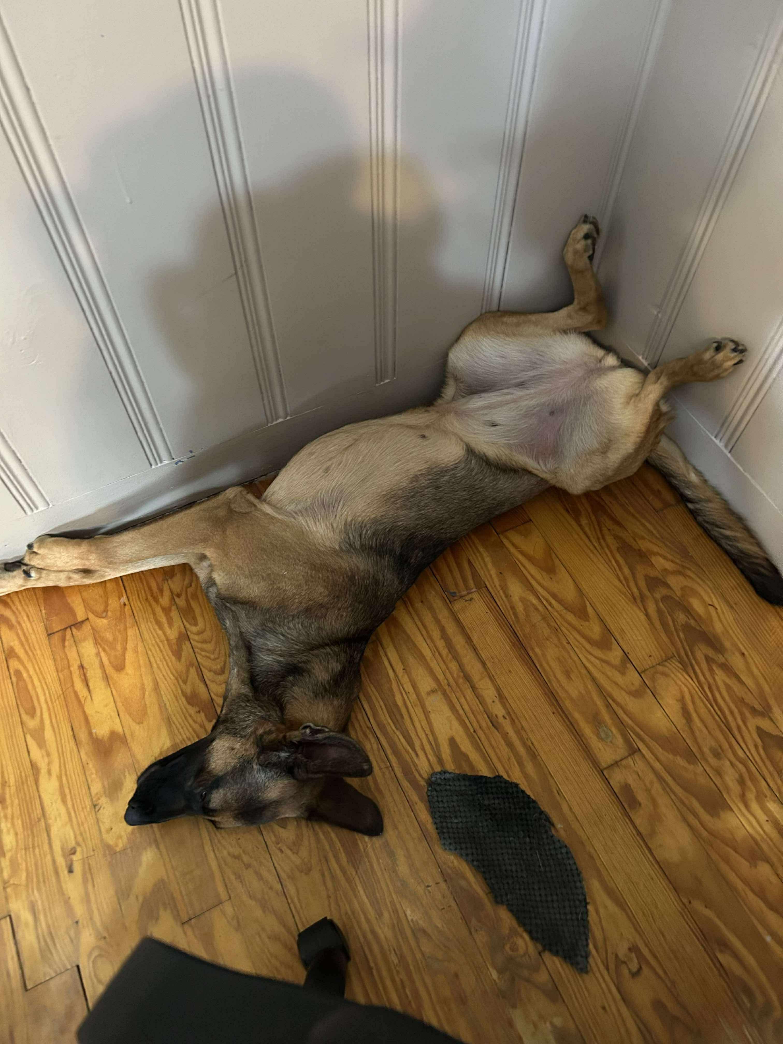 Rosie, a Adopted Belgian Shepherd / Malinois in Pompton Lakes, NJ image 3/3