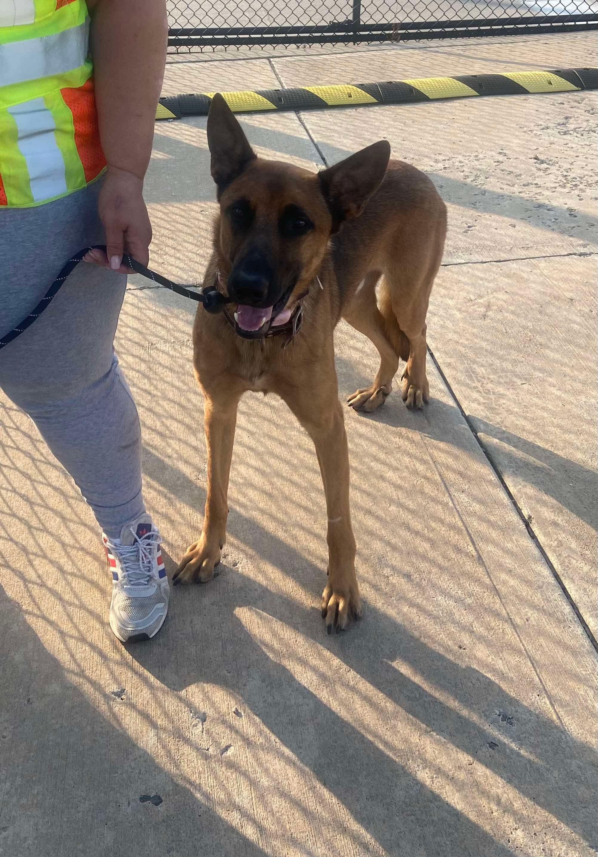 Rosie, Adopted, Young Female Belgian Shepherd / Malinois.