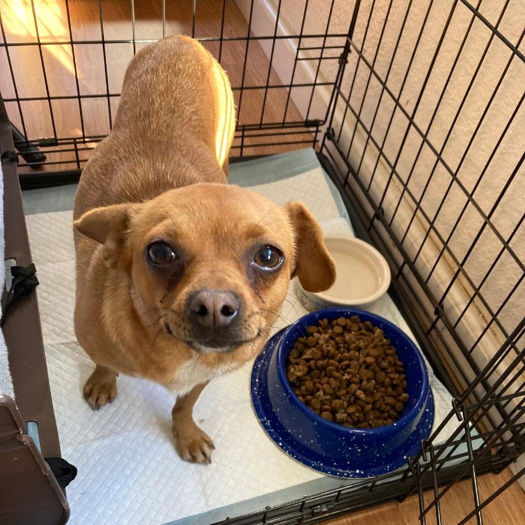 Enlarge Flip Flop, a Adopted Chihuahua in Rohnert Park, CA image 1/1