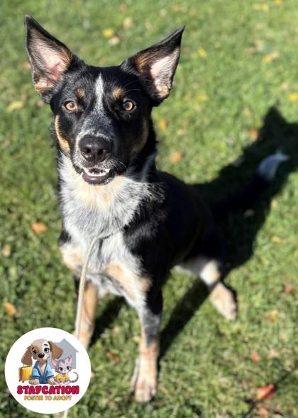 Malcolm, Adoptable, Young Male Cattle Dog & Mixed Breed.