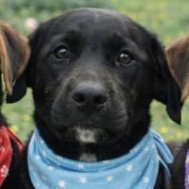 Scooter, Adoptable, Puppy Male Hound & Labrador Retriever.