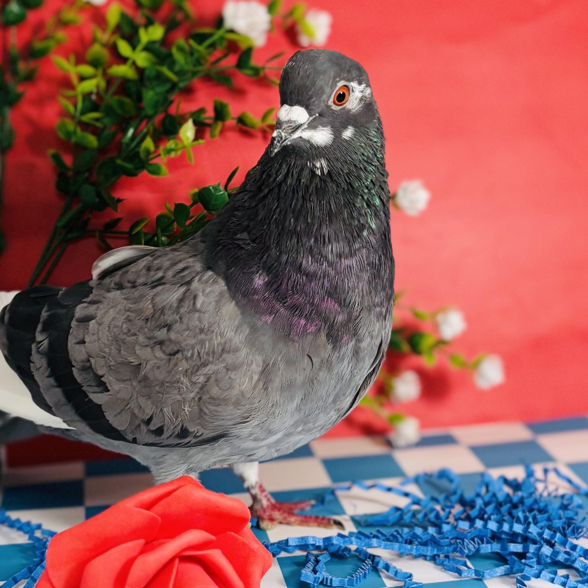 Enlarge Kilda, an adoptable Pigeon in Chicago, IL image 3/6