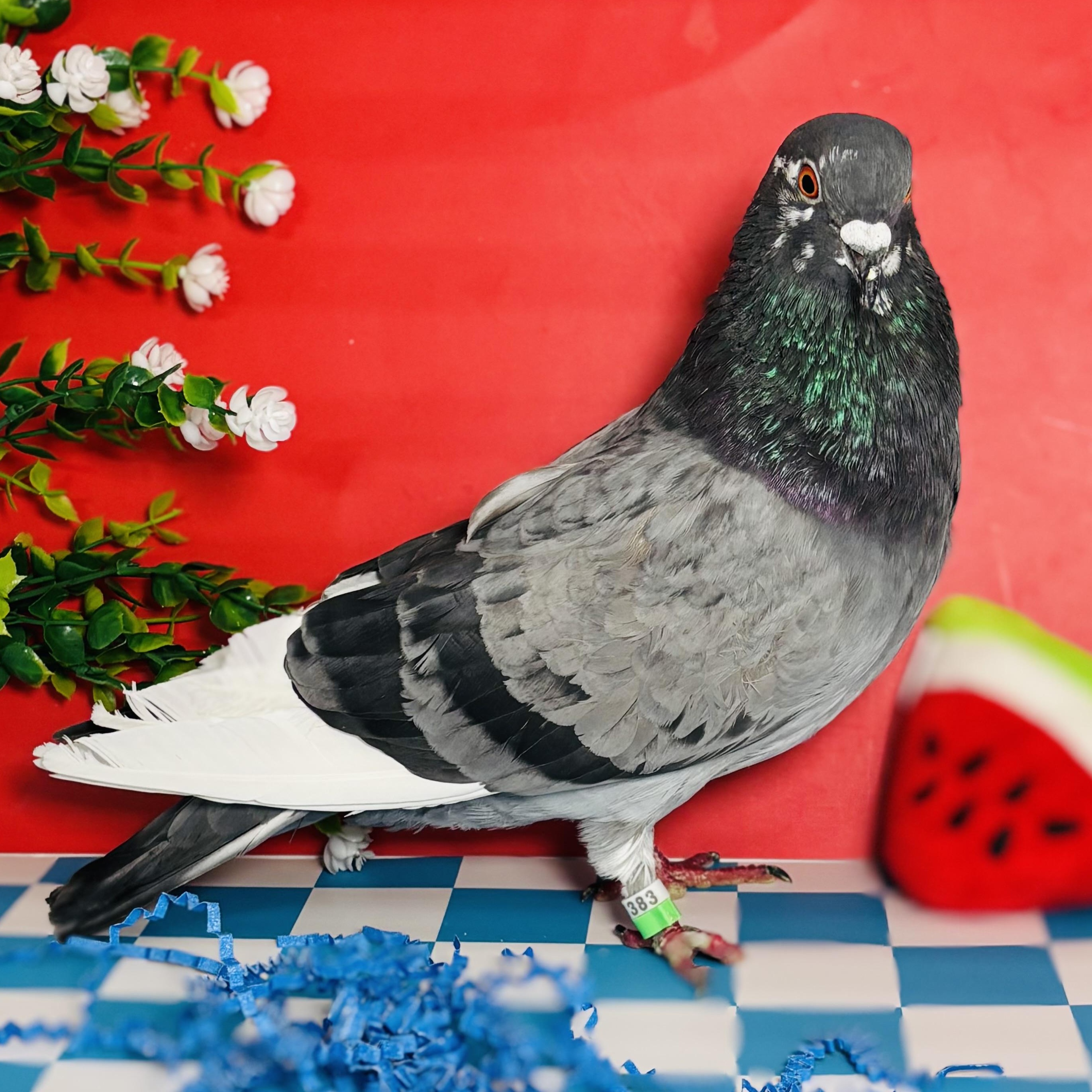 Enlarge Kilda, an adoptable Pigeon in Chicago, IL image 5/6