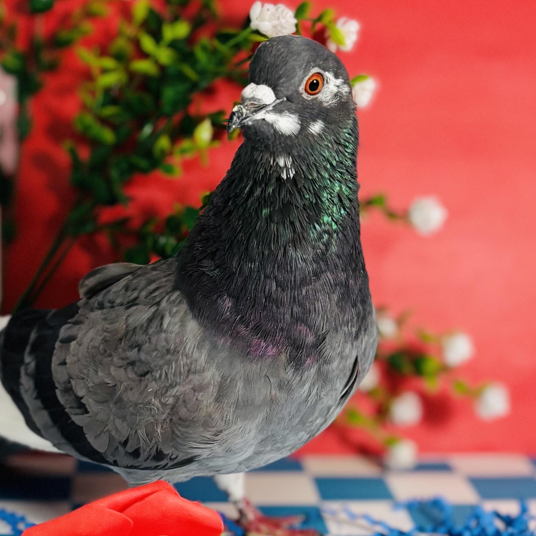 Enlarge Kilda, an adoptable Pigeon in Chicago, IL image 1/6