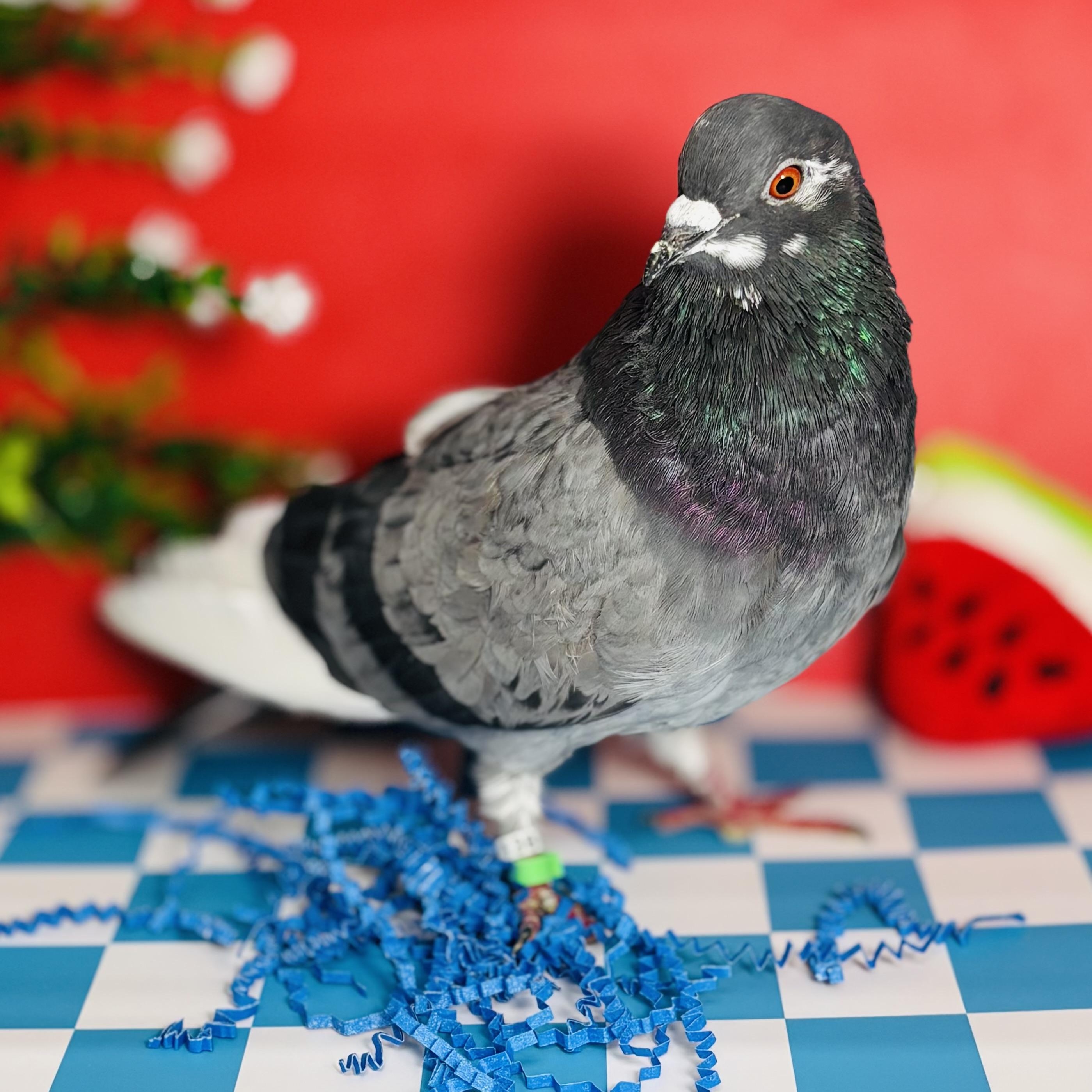 Enlarge Kilda, an adoptable Pigeon in Chicago, IL image 4/6