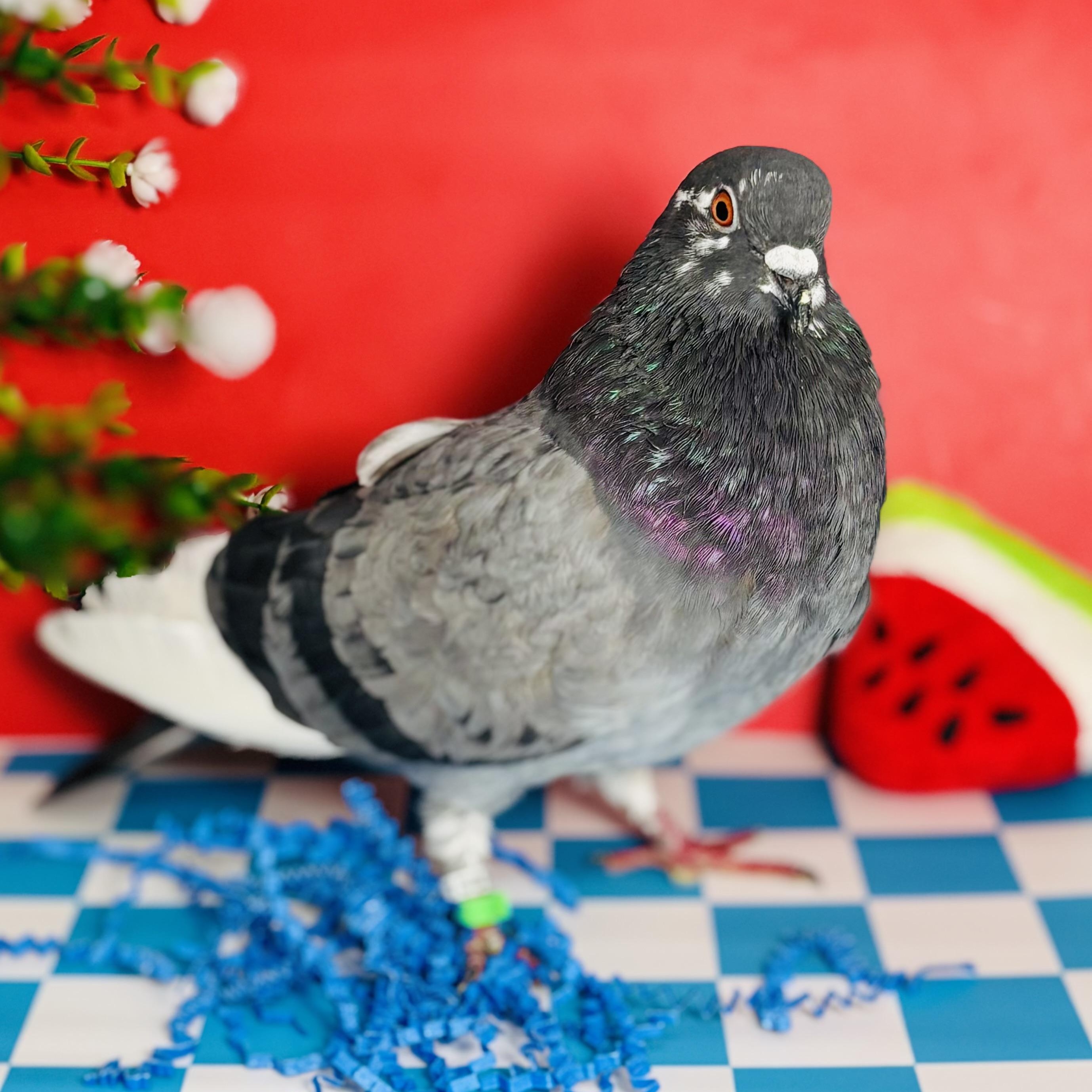 Enlarge Kilda, an adoptable Pigeon in Chicago, IL image 2/6