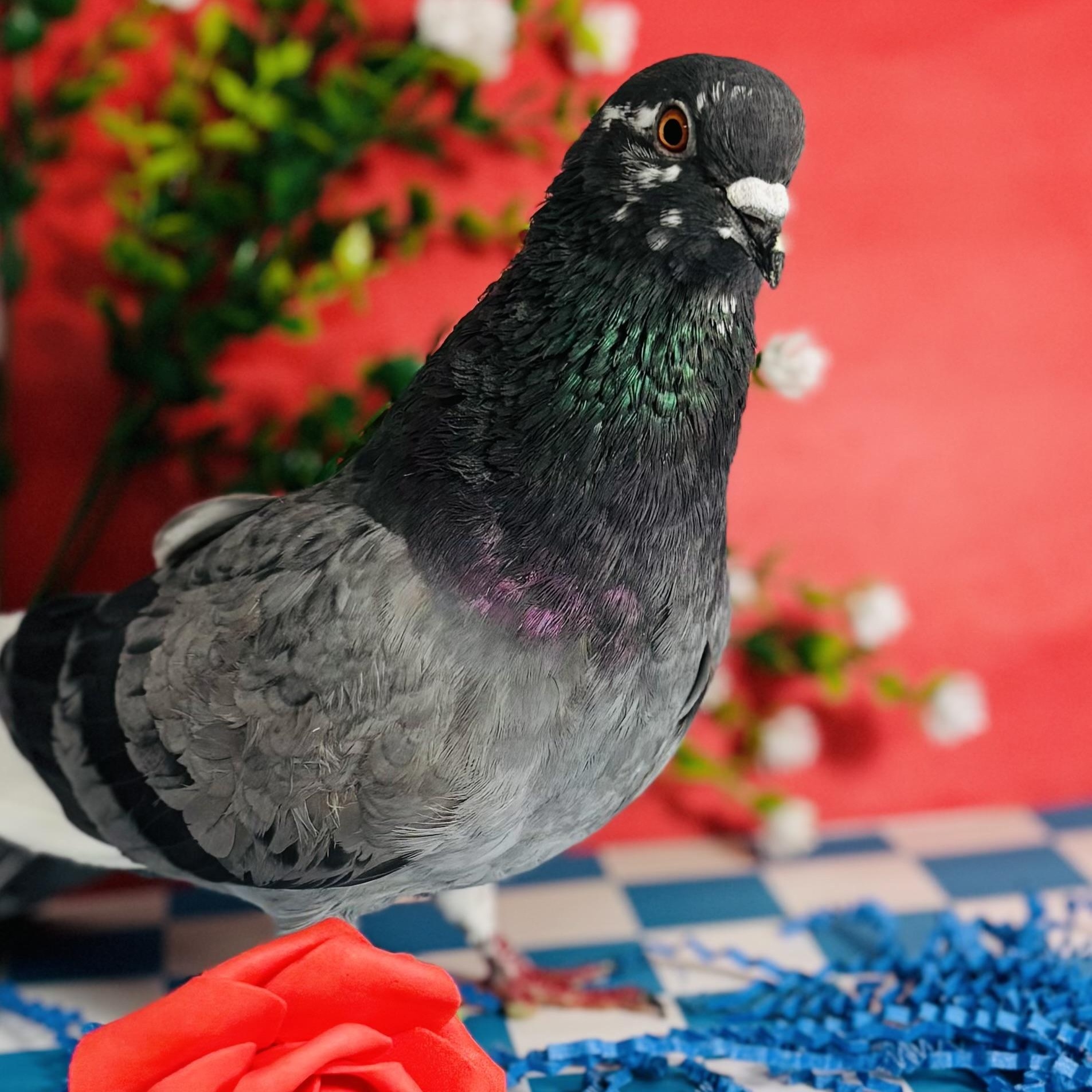 Enlarge Kilda, an adoptable Pigeon in Chicago, IL image 6/6