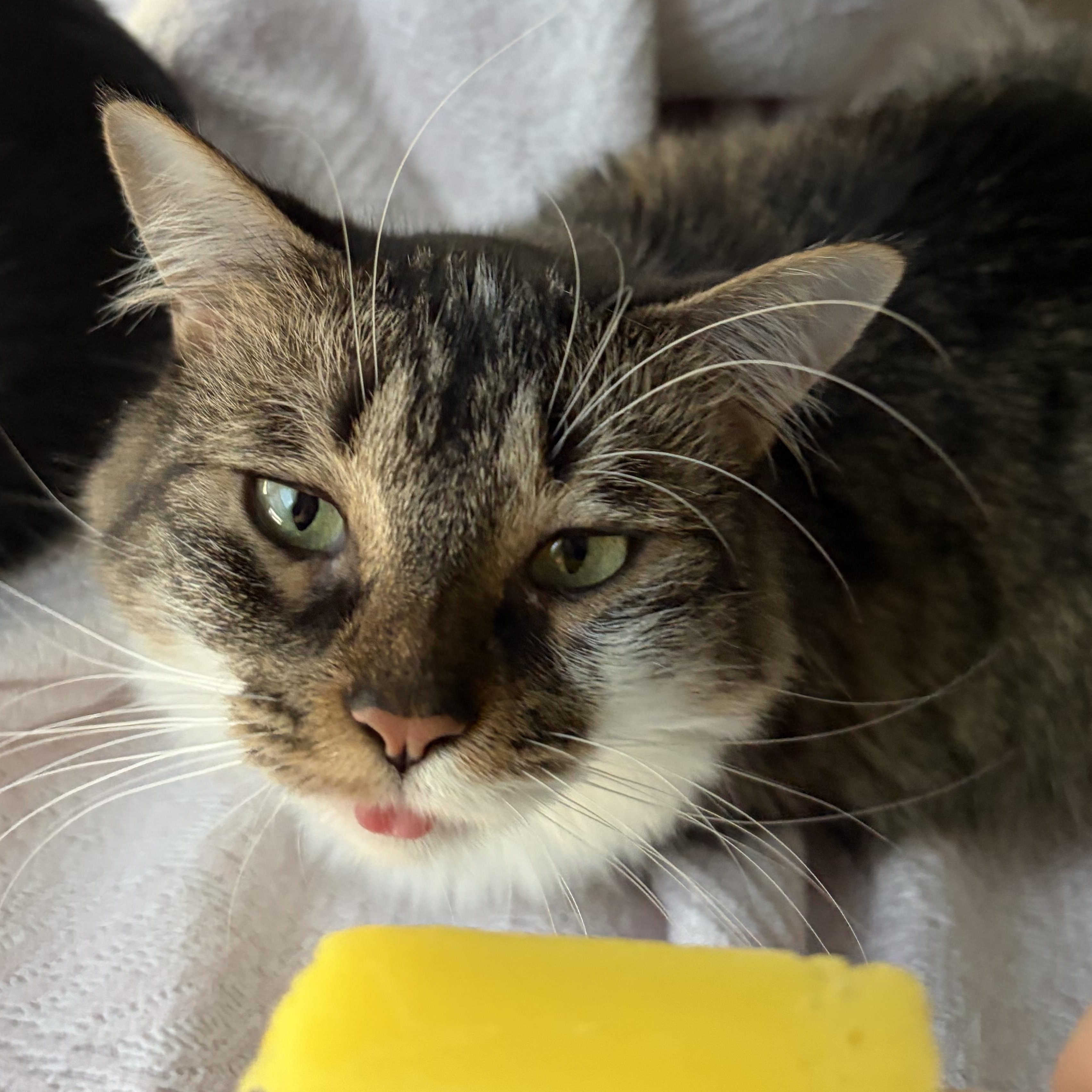 Soup, adopted, Young Female Domestic Long Hair.