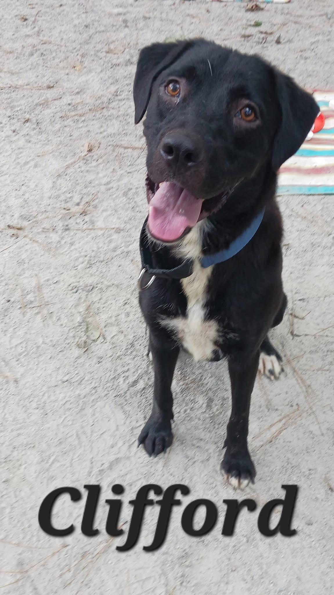 Clifford, a Adoptable mixed breed in Georgetown, SC image 1/3