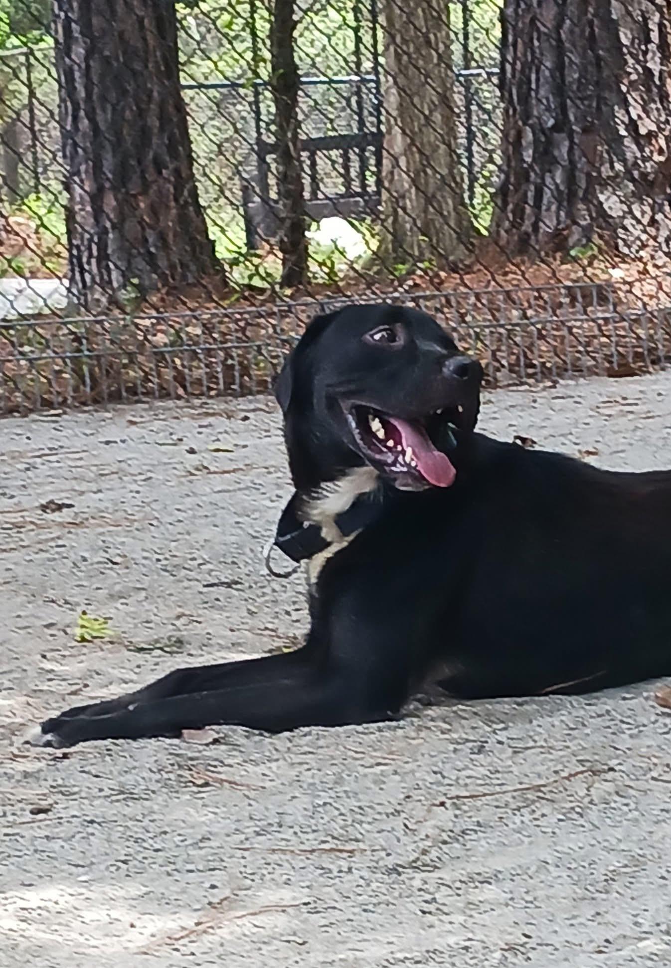 Clifford, a Adoptable mixed breed in Georgetown, SC image 2/3