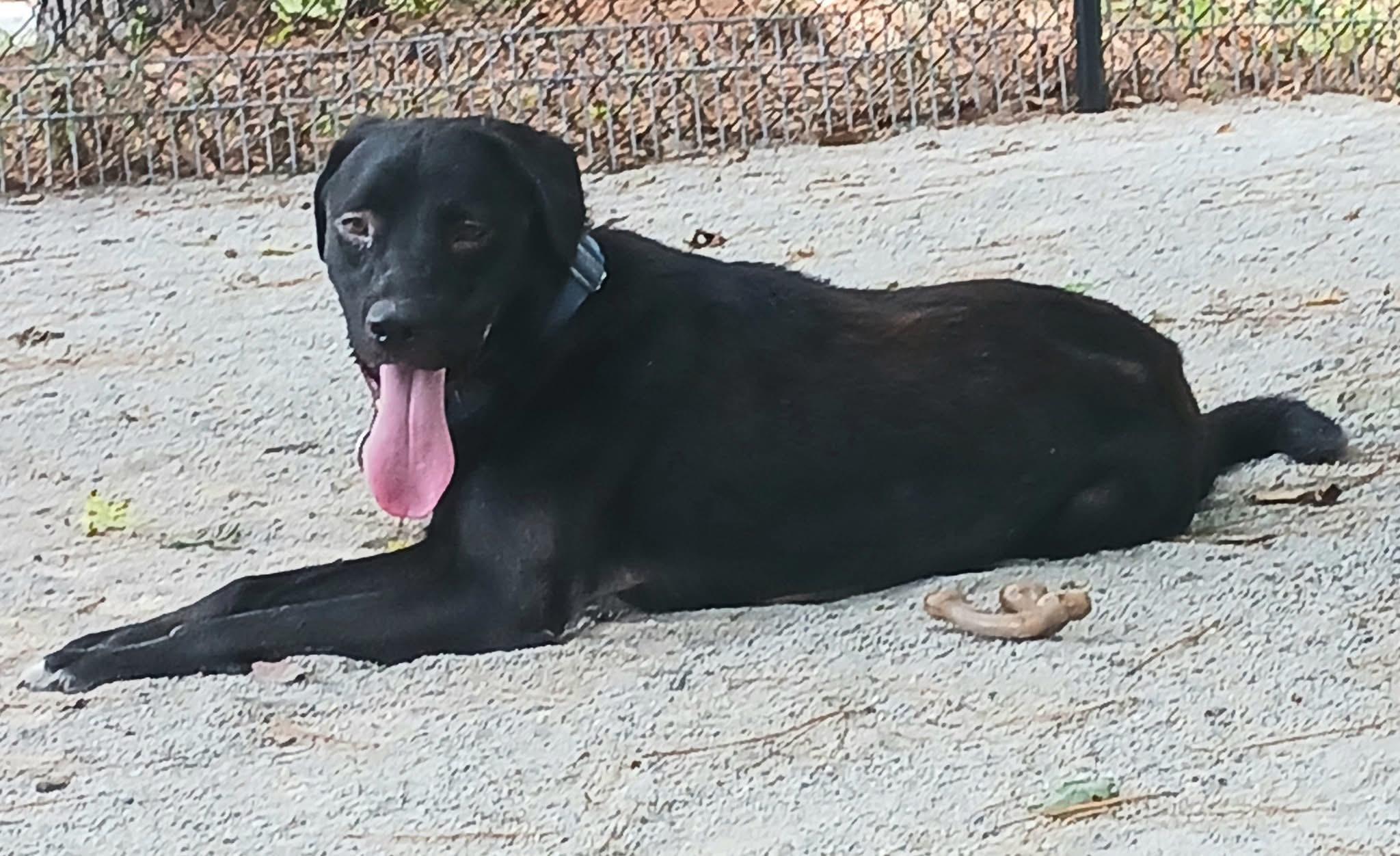 Clifford, Adoptable, Young Male Mixed Breed & Black Labrador Retriever.