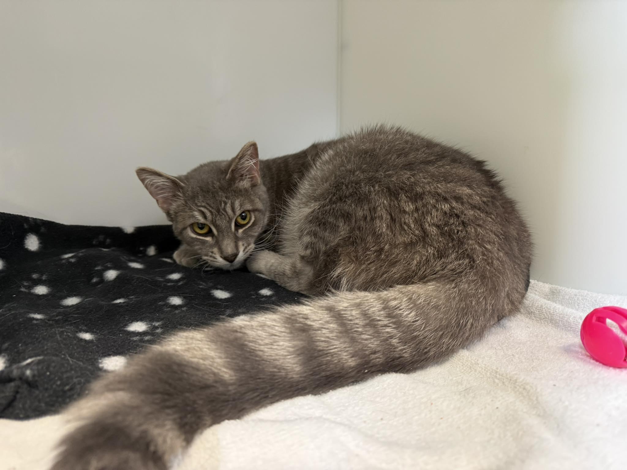 Gros bébé, adopted, Adult Male Domestic Short Hair.