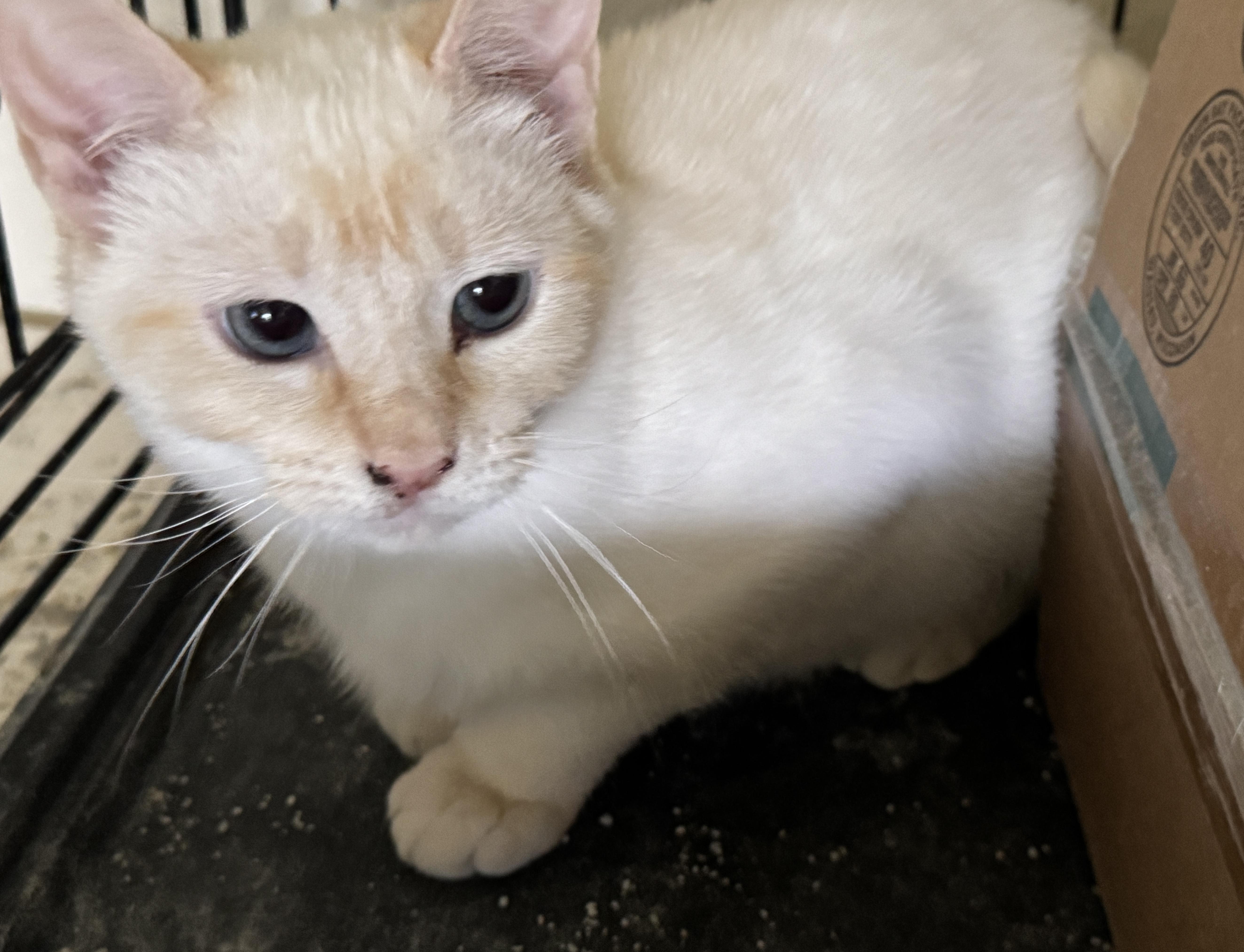 Enlarge Amethyst, a ADOPTABLE mixed breed in Oregon City, OR image 2/2