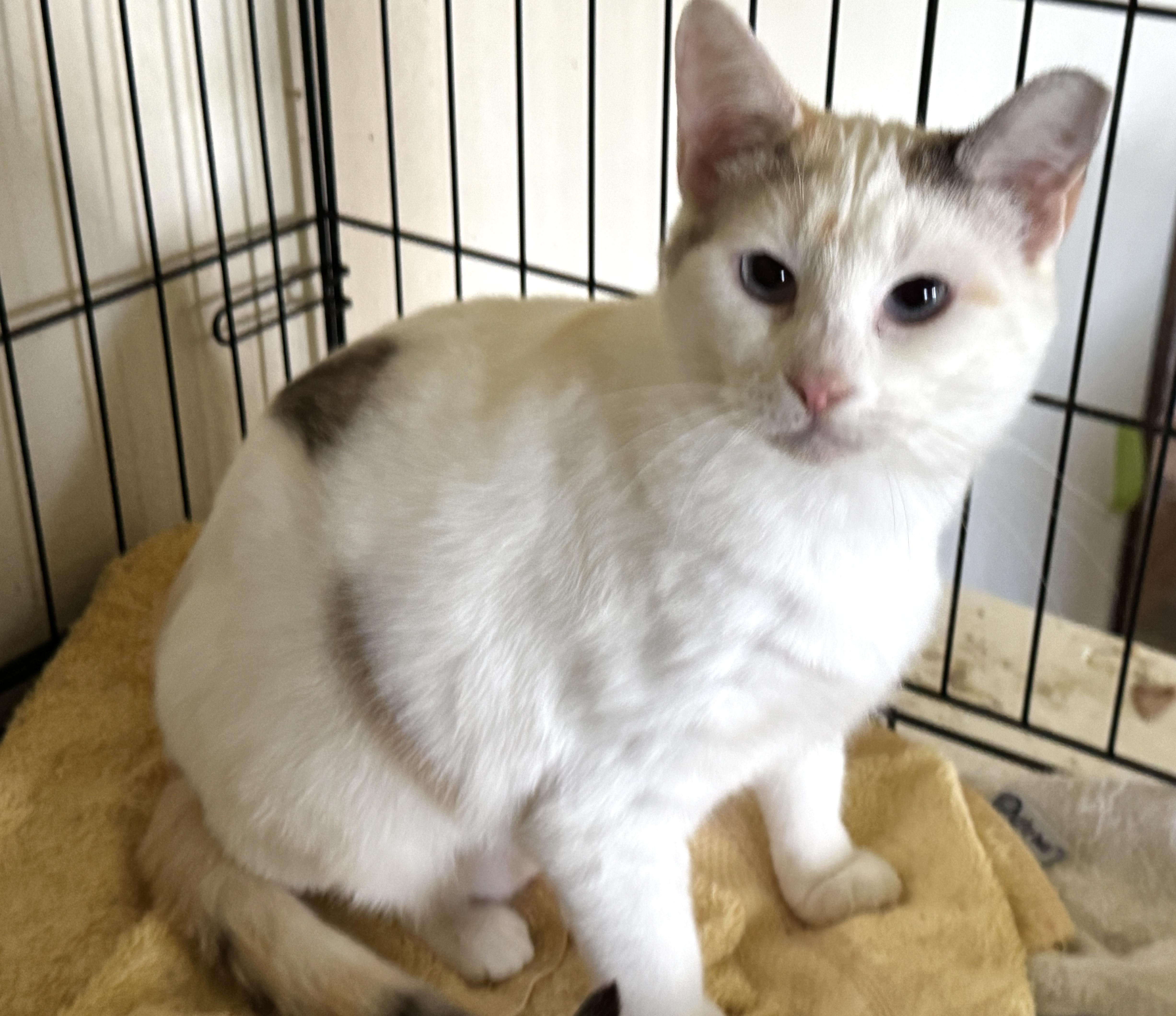 Amethyst, ADOPTABLE, Young Female Dilute Calico & Siamese.