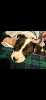 Max 43189, Adopted, Puppy Male Shepherd.