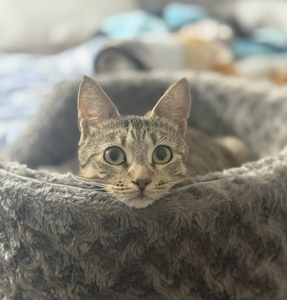 Summer, Adoptable, Young Female Exotic Shorthair.