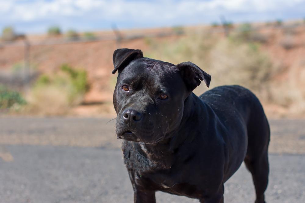 Enlarge Marla, a Adoptable mixed breed in Page, AZ image 1/3
