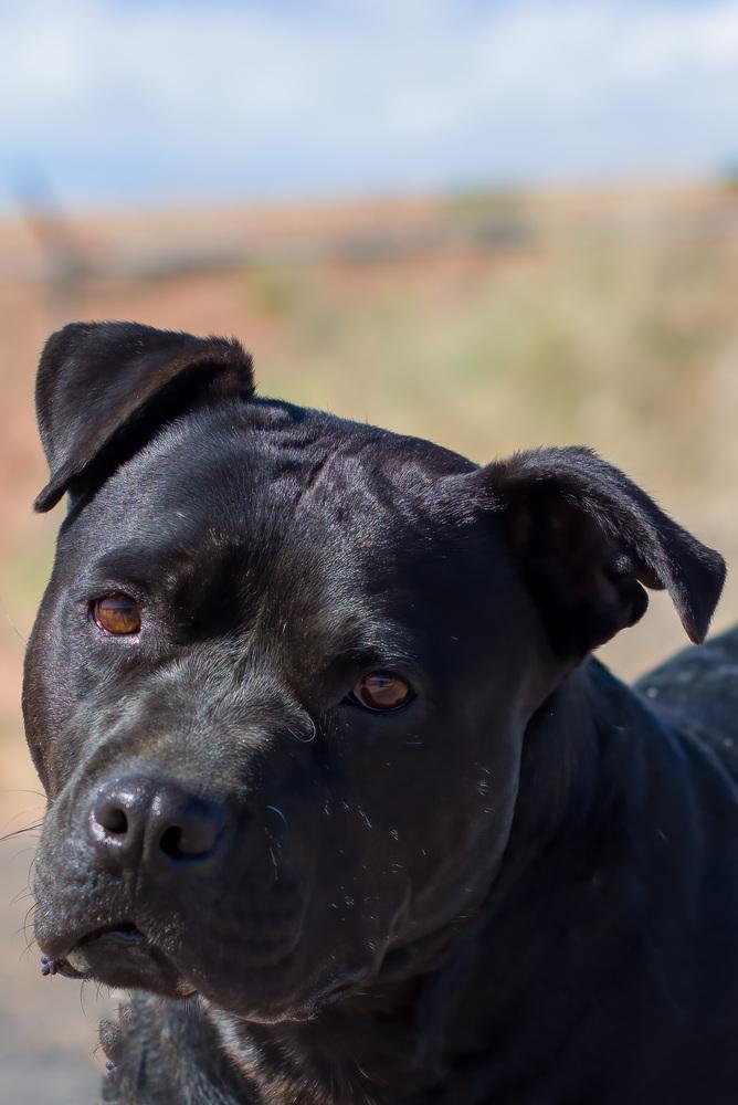 Enlarge Marla, a Adoptable mixed breed in Page, AZ image 2/3