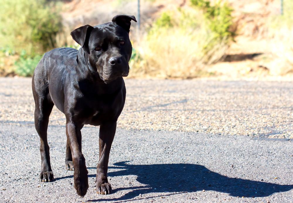 Enlarge Marla, a Adoptable mixed breed in Page, AZ image 3/3