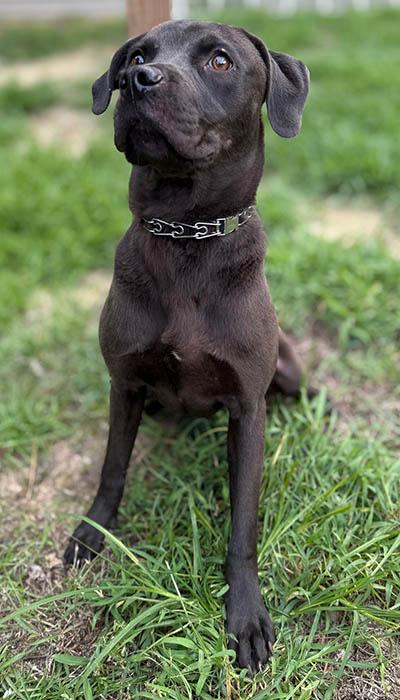 Davy Jones, a Adoptable mixed breed in Chapel Hill, NC image 4/5