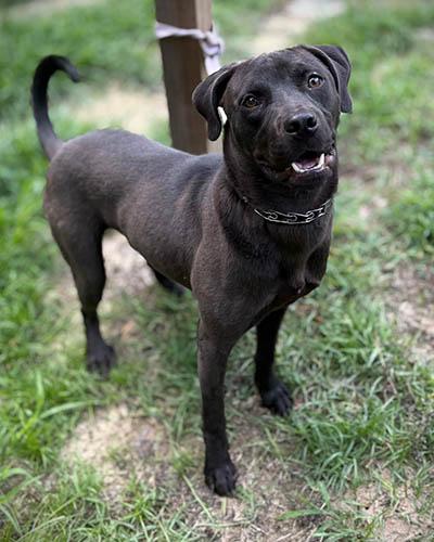 Davy Jones, Adoptable, Adult Male Black Labrador Retriever.