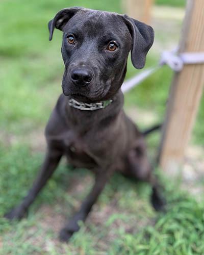 Davy Jones, a Adoptable mixed breed in Chapel Hill, NC image 5/5