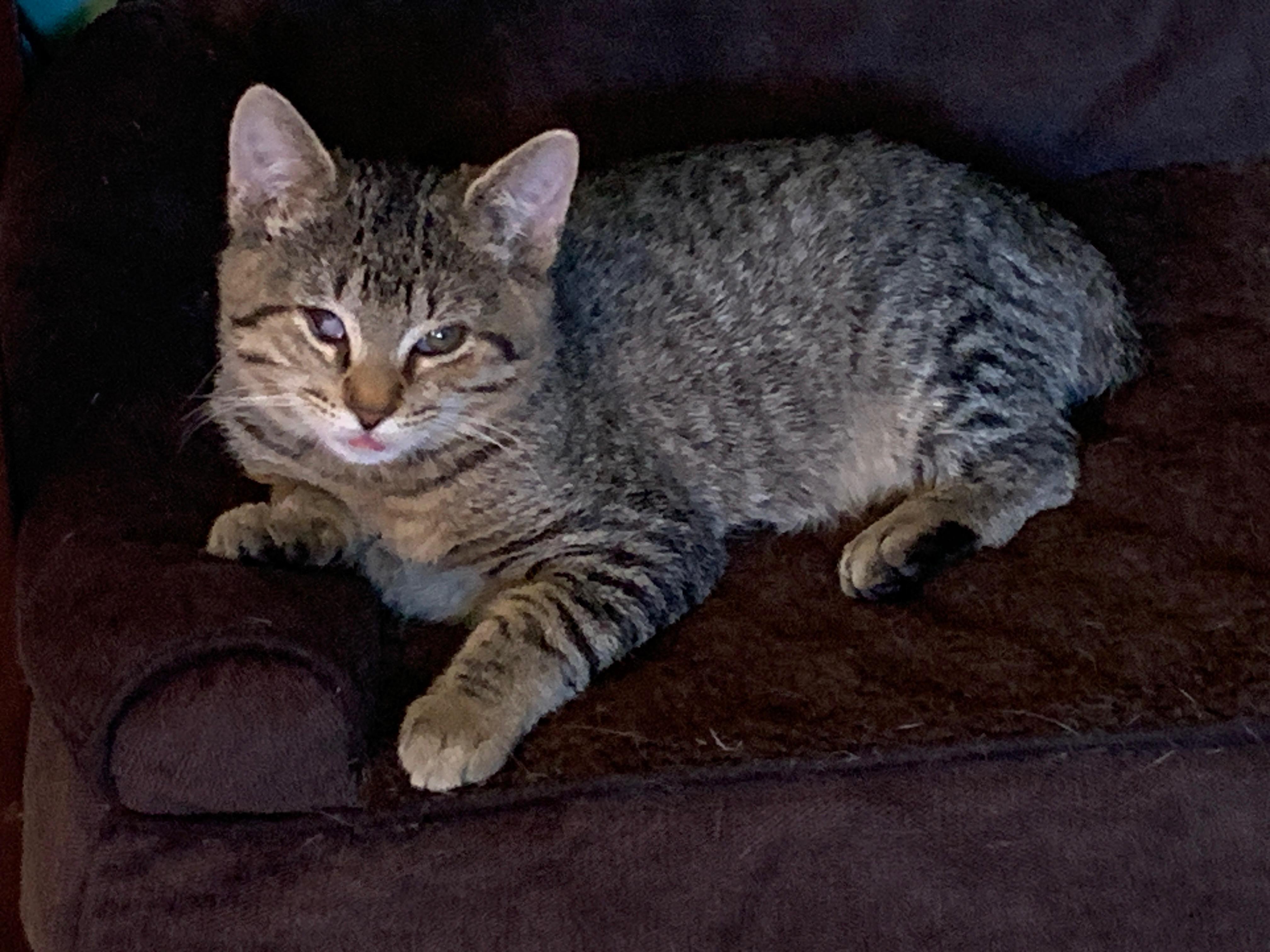 Enlarge Tucker, a Adoptable mixed breed in Bonaire, GA image 6/6