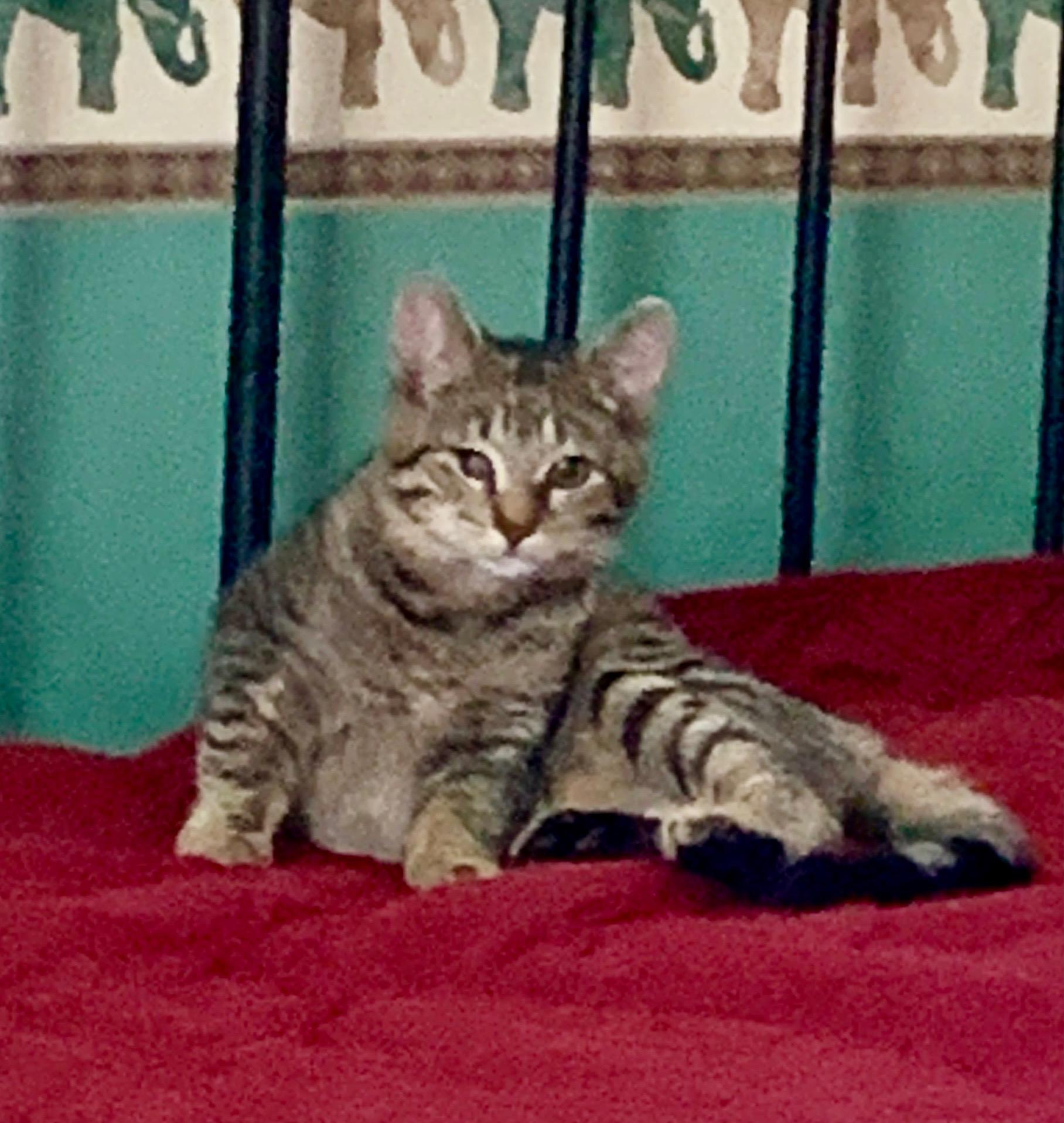 Enlarge Tucker, a Adoptable mixed breed in Bonaire, GA image 4/6